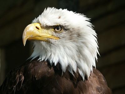 Majestic Bald Eagle